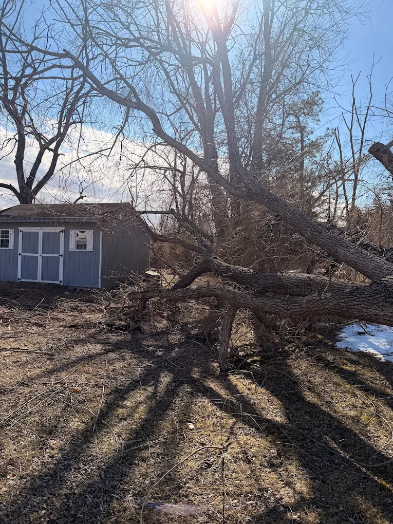 Before and after images of hazardous tree removal in Pennsylvania.
