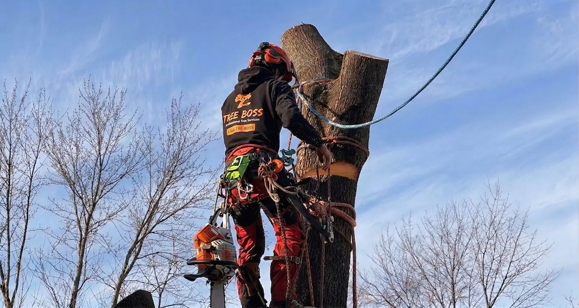 Expert Tree Service & Removal in Bucks County, PA | Tree Boss