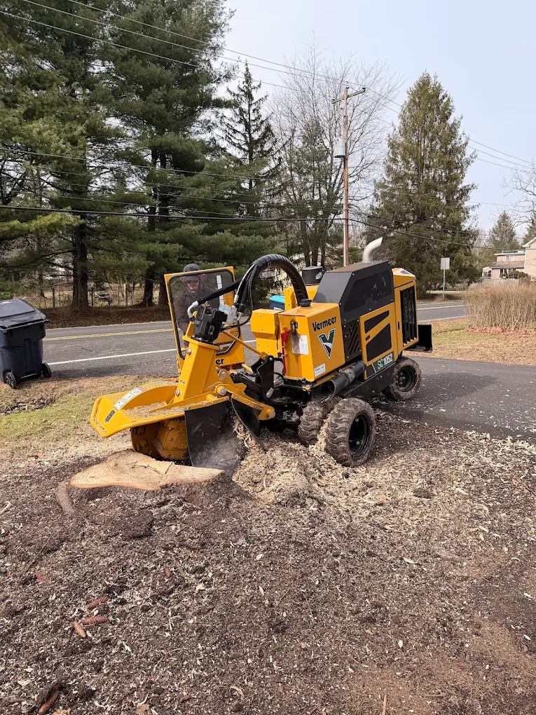 Expert stump removal enhancing property aesthetics in Bucks County and surrounding areas.