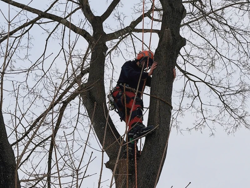 Tree Boss arborist performing precision tree trimming and pruning near a home in Bucks County PA