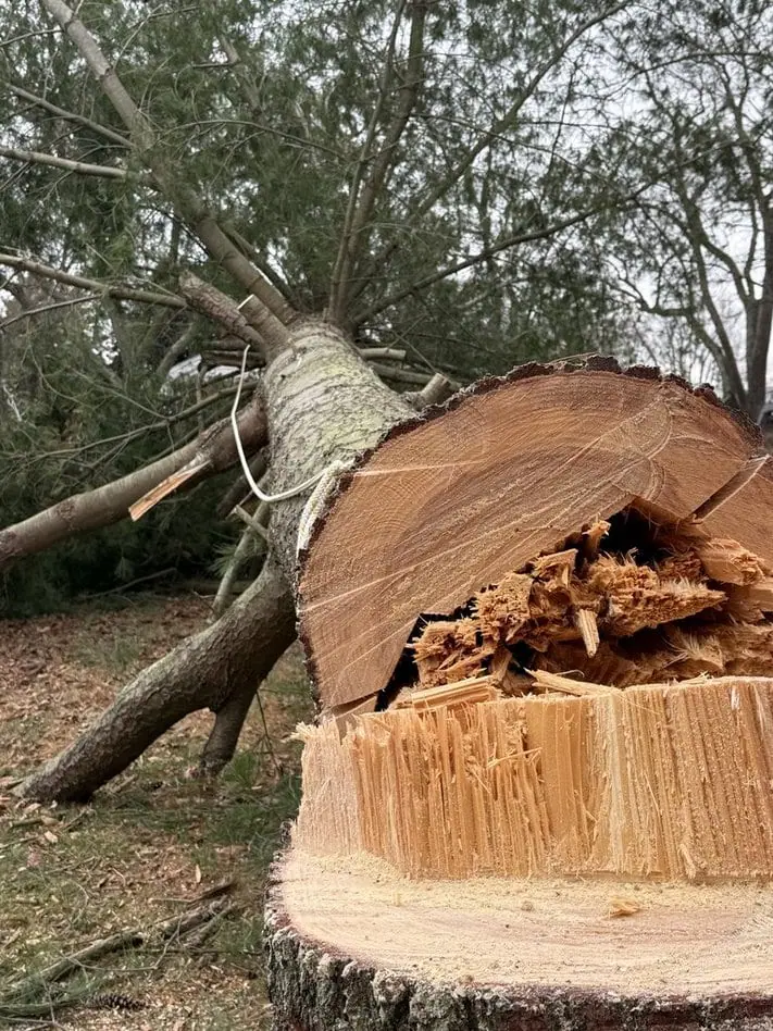Commercial tree contracting services by Tree Boss for property management and municipalities.