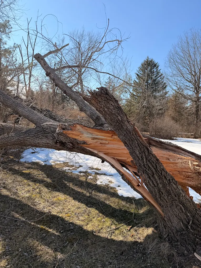Professional storm damage cleanup and fallen tree removal in Bucks County, PA.