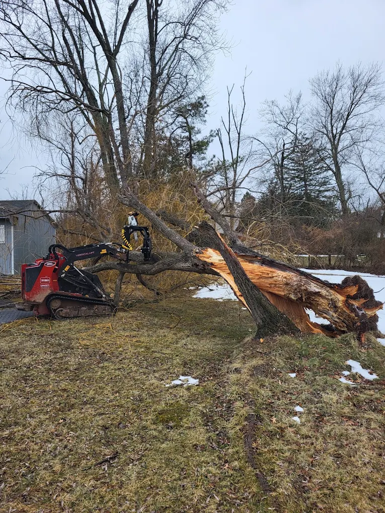 Professional tree services in Bucks County ensuring safe and reliable tree care for properties.