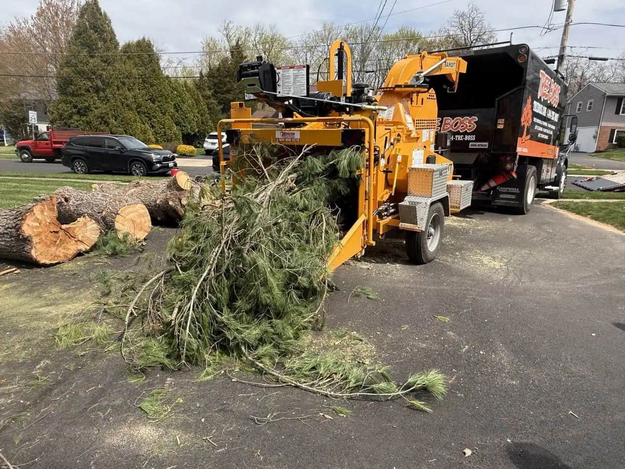 Why Bucks County Homeowners Rush Tree Trimming Before Memorial Day