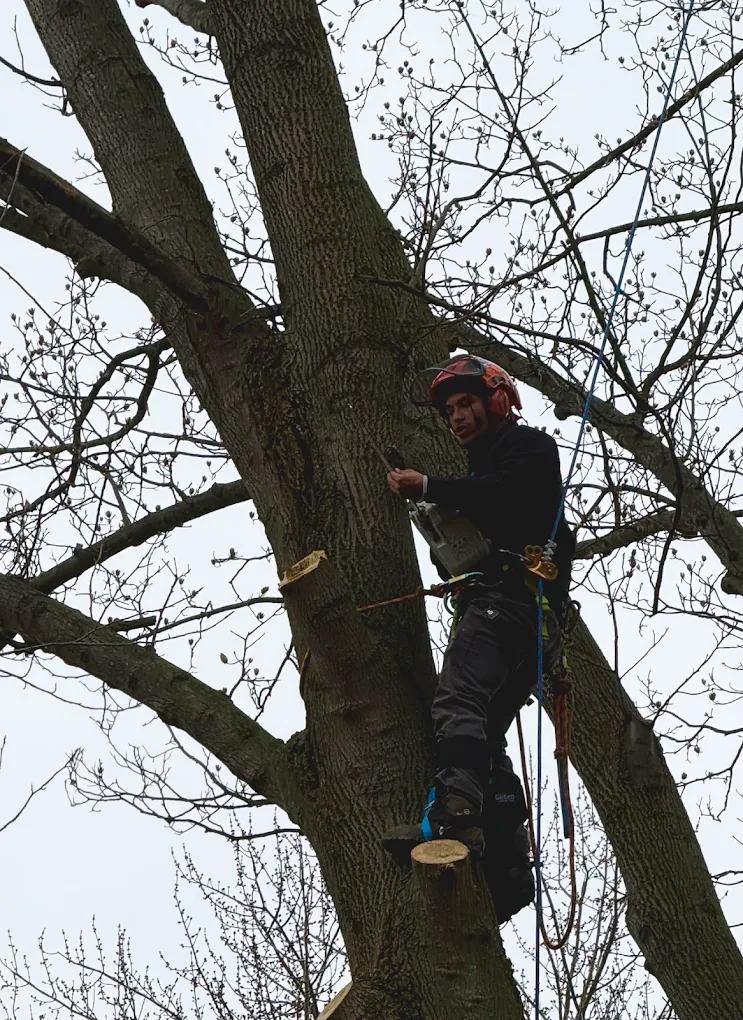 Expert Tree Removal Services in Newtown, PA | Tree Boss