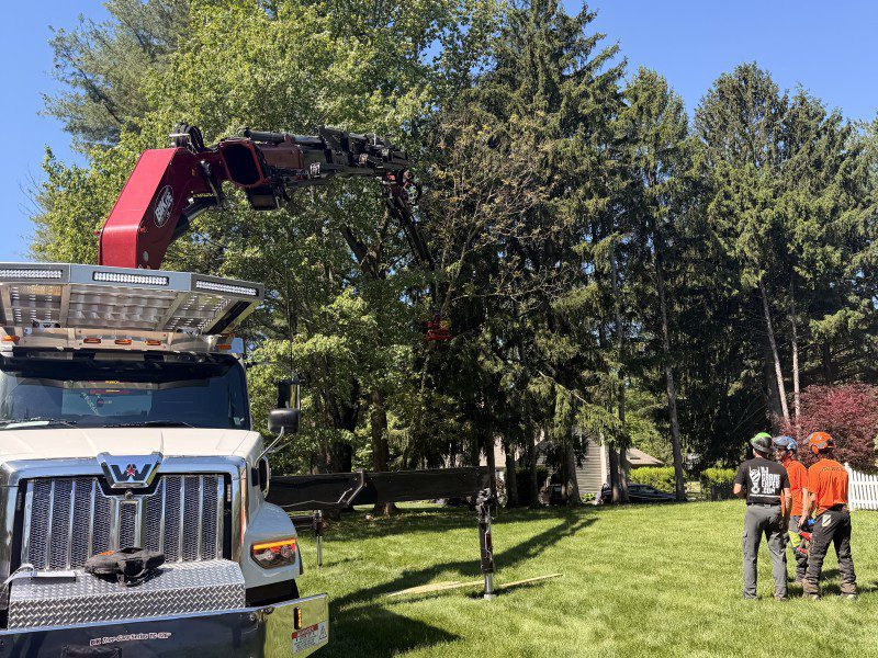 High-level tree work being performed by certified professionals in Bucks County.