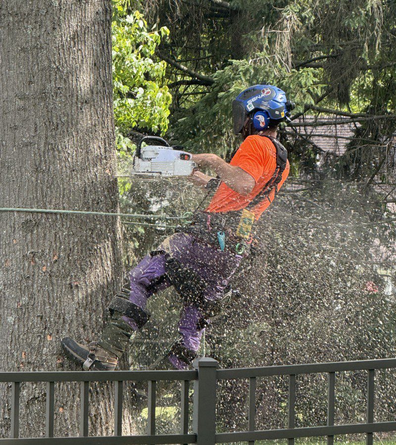Tree removal process ensuring safety for properties in Bucks County, PA.