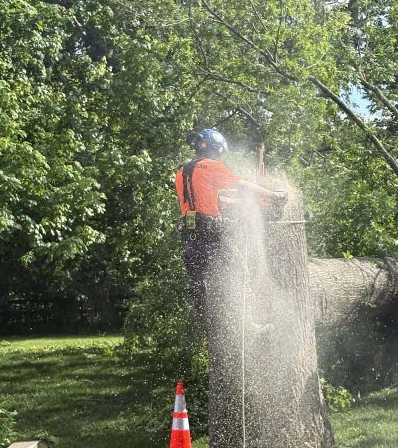 Professional tree removal service in Bucks County PA completed by Tree Boss