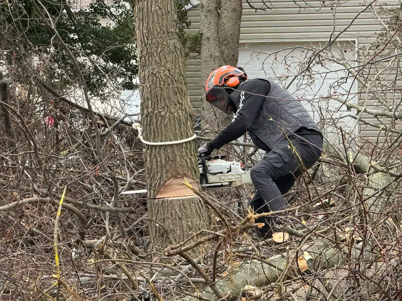 Top-Rated Tree Service in New Hope, PA | TreeBoss