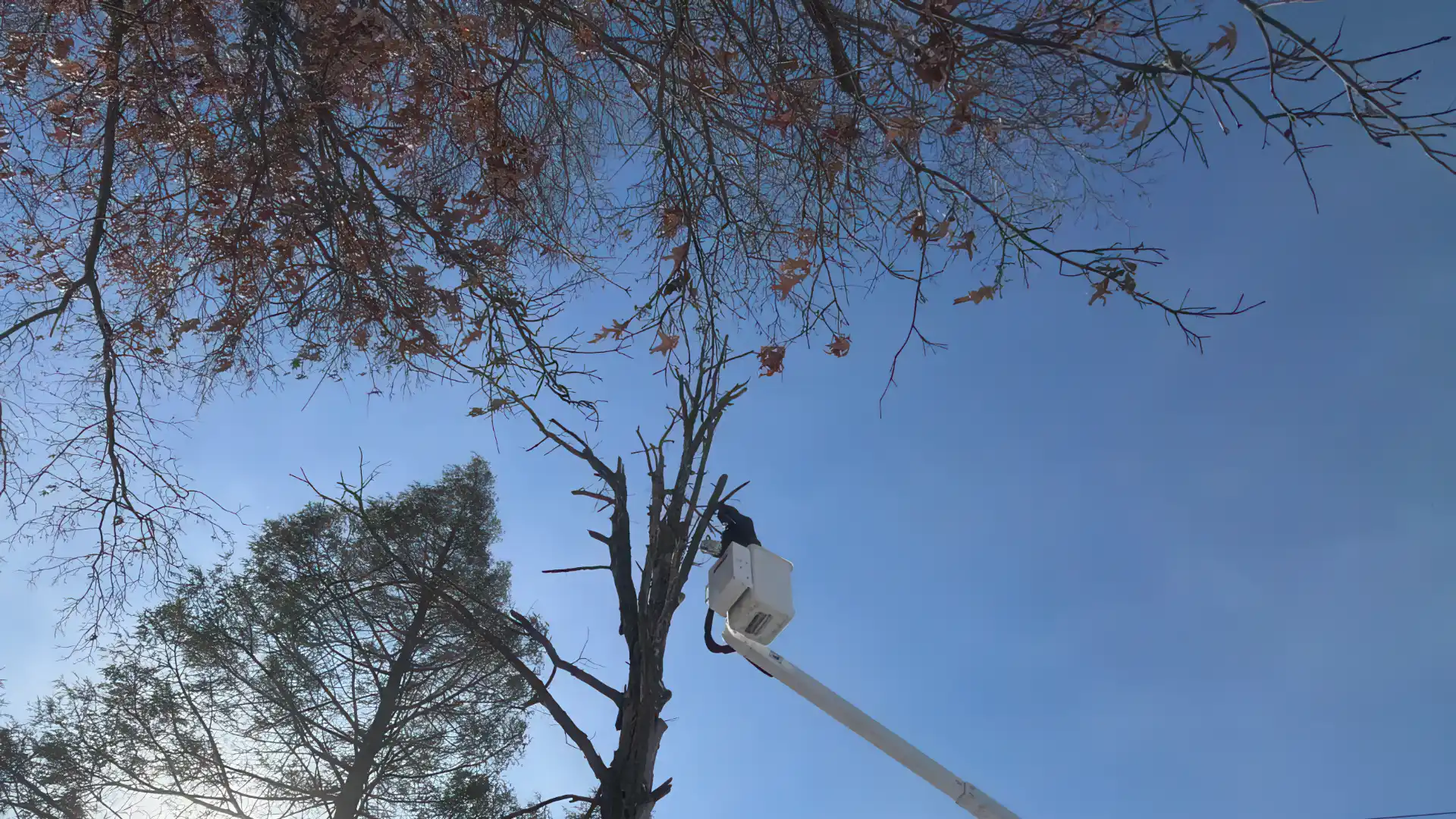 Professional tree trimming and removal service in Bucks County PA with full cleanup and lawn protection