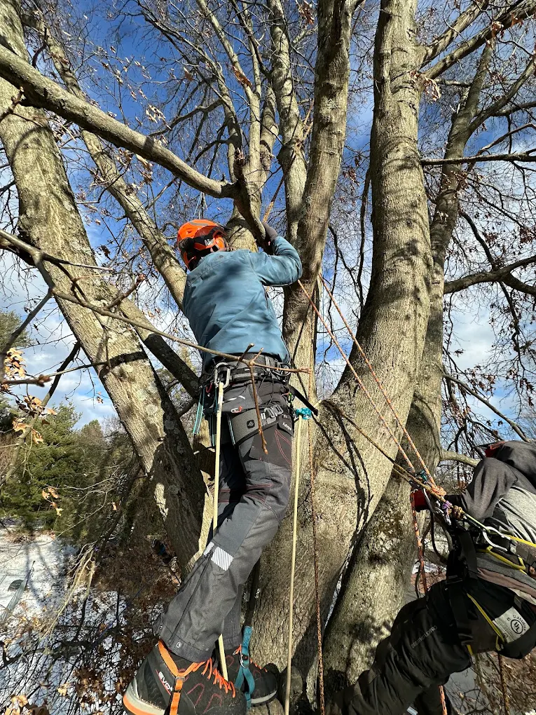Ash Tree Removal in Bucks County, PA | Tree Boss