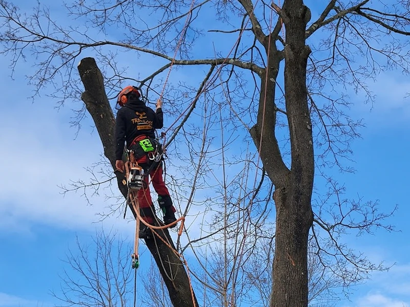 Professional tree removal service completed safely in Doylestown PA